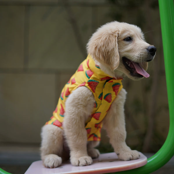 Watermelon Sugar Sando | Yellow | For Dogs | Pawgy Pets