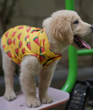 Pawgy Pets Watermelon sugar sando Yellow  for Dogs