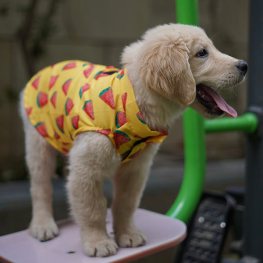 Pawgy Pets Watermelon sugar sando Yellow  for Dogs