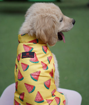 Pawgy Pets Watermelon sugar sando Yellow  for Dogs