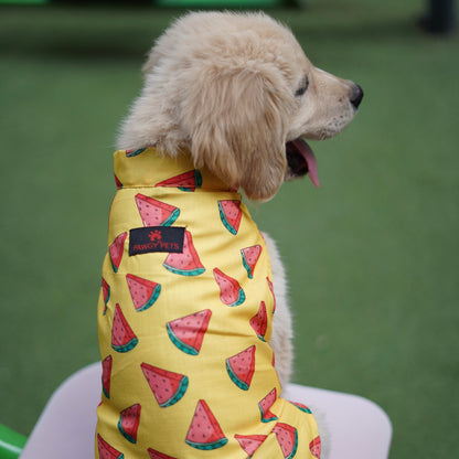 Watermelon Sugar Sando | Yellow | For Dogs | Pawgy Pets