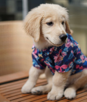 Pawgy Pets Hawaiian Flamingo shirt navy blue for Dogs