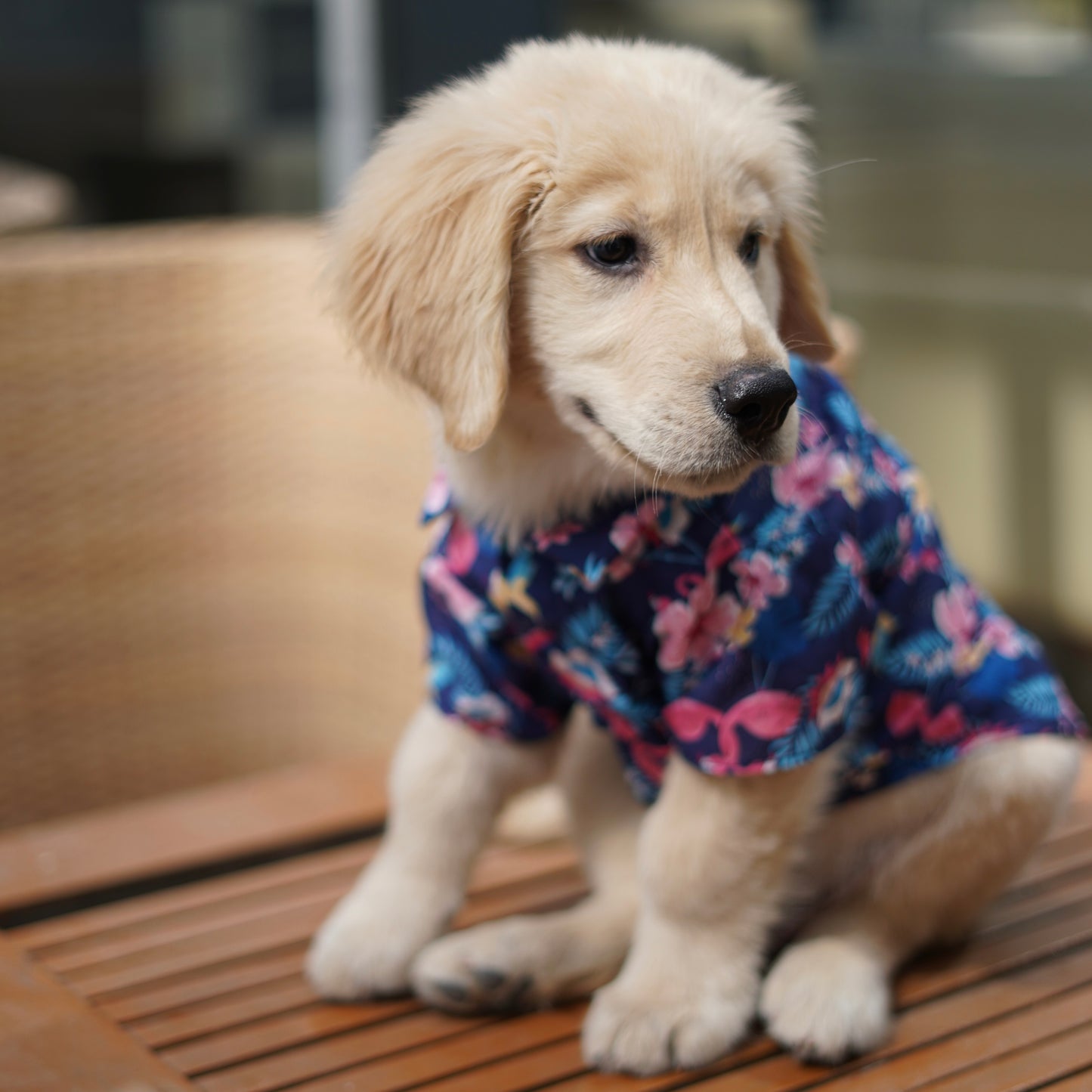 Pawgy Pets Hawaiian Flamingo shirt navy blue for Dogs