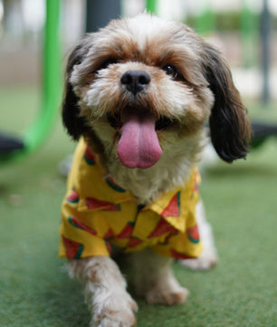 Pawgy Pets Watermelon sugar shirt Yellow for Dogs