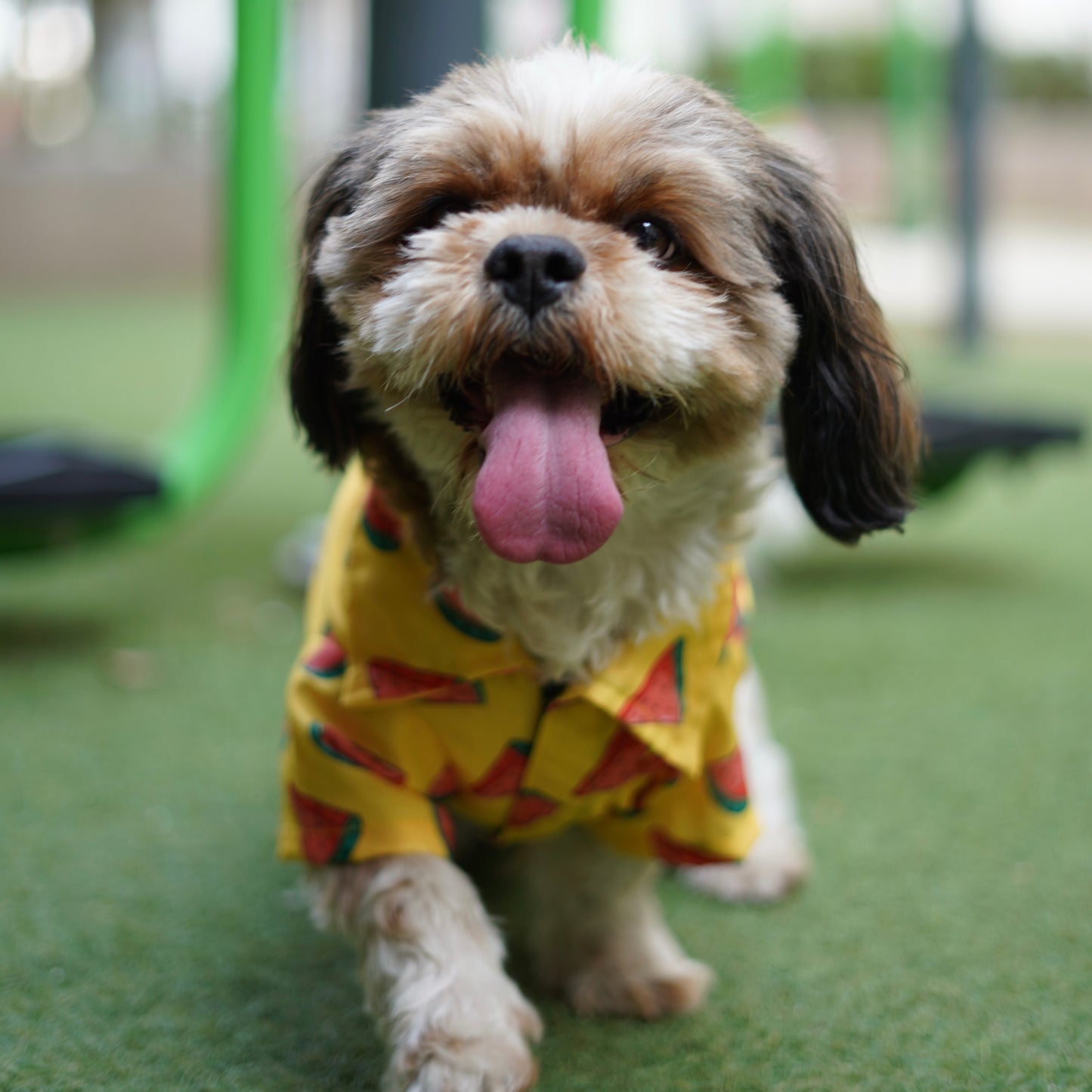 Watermelon Sugar Shirt | Yellow | For Dogs | Pawgy Pets