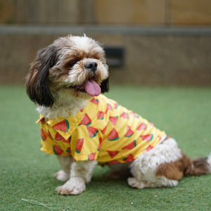 Watermelon Sugar Shirt | Yellow | For Dogs | Pawgy Pets