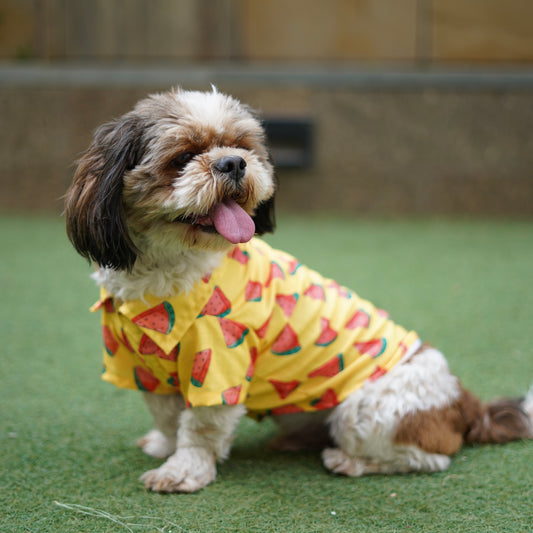 Pawgy Pets Watermelon sugar shirt Yellow for Dogs