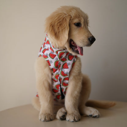 Daisy Melon Sando | Pink | For Dogs | Pawgy Pets