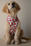 Daisy Melon Sando | Pink | For Dogs | Pawgy Pets