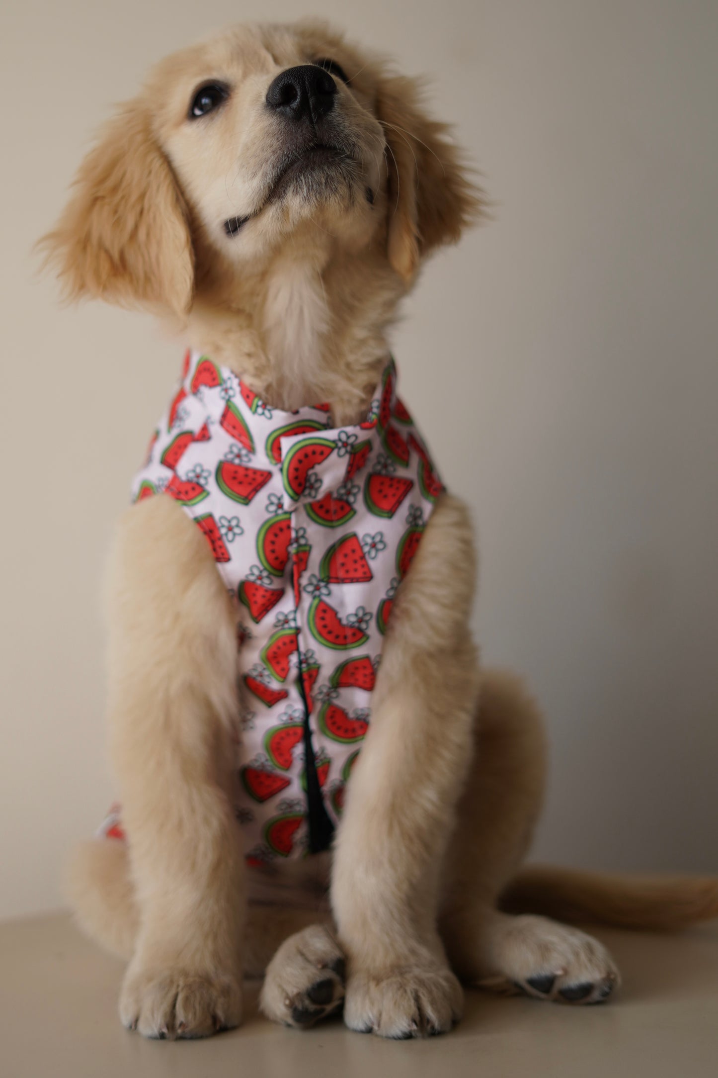 Daisy Melon Sando | Pink | For Dogs | Pawgy Pets