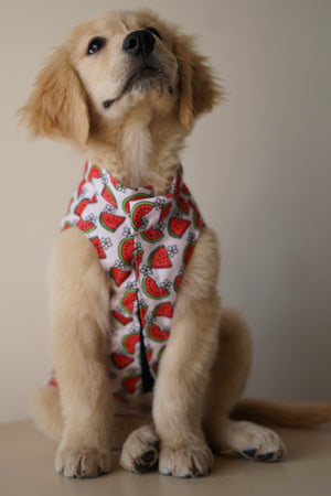 Daisy Melon Sando | Pink | For Dogs | Pawgy Pets
