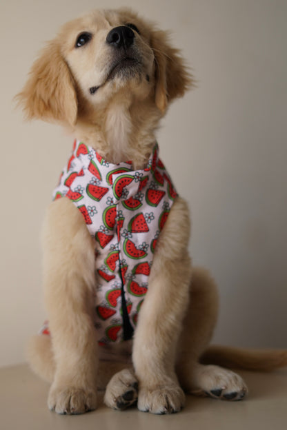 Daisy Melon Sando | Pink | For Dogs | Pawgy Pets