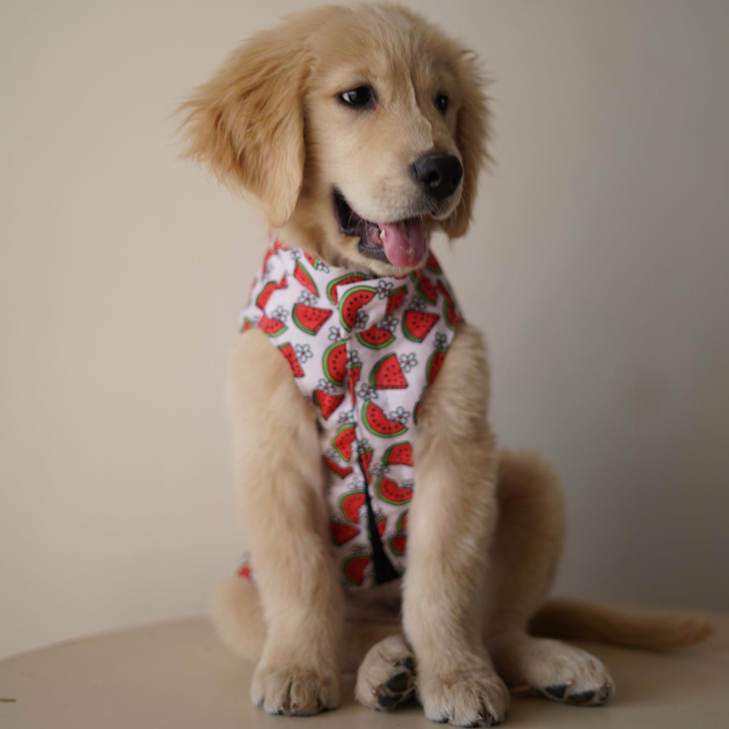 Daisy Melon Sando | Pink | For Dogs | Pawgy Pets