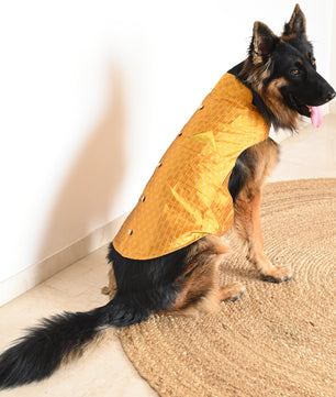 Pawgy Pets Strapy Sherwani Mustard for Dogs
