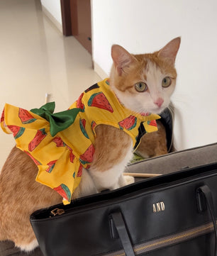 Pawgy Pets Watermelon Dress Yellow   (Cat)