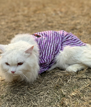 Pawgy Pets Lehriya kurta purple for Cats