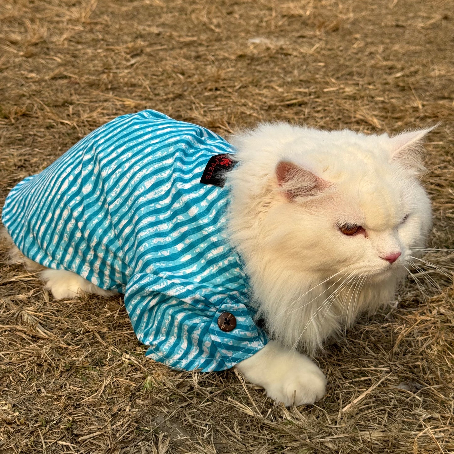 Pawgy Pets Lehriya kurta blue for Cats