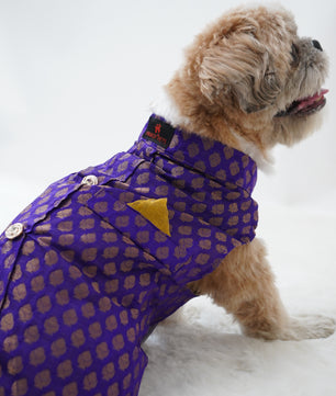 Pawgy Pets Sherwani Purple for Dogs
