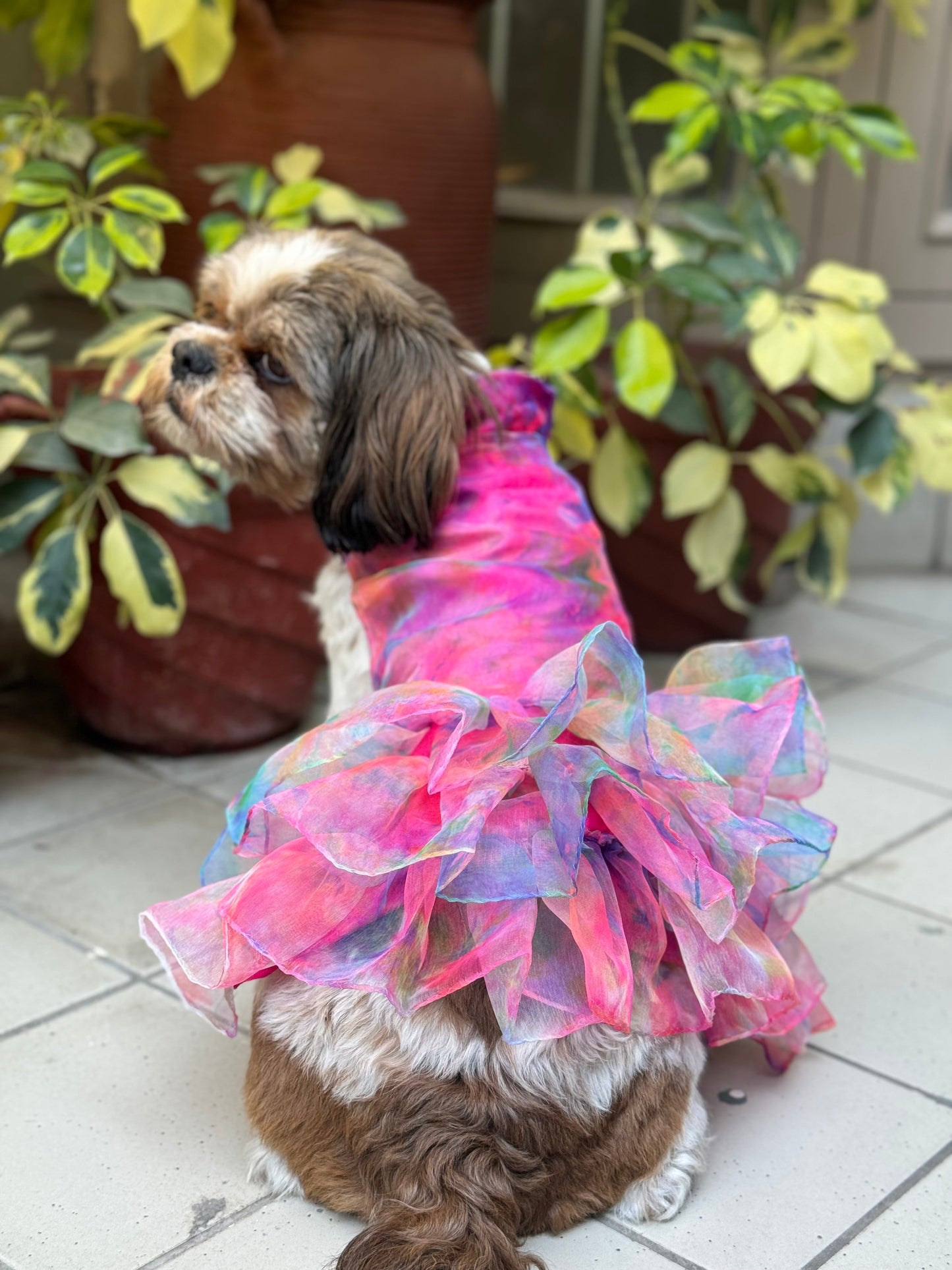 dog in pink dress All the looks my wore at New York Fashion Week!, This was Kalas first Fashion Week, but youd never know it. She handled everything with grace and was a true professional. It shouldnt be a Adorable Small Dog in Pink