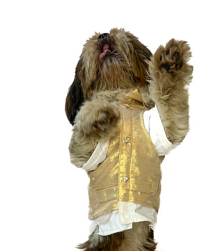 South Indian Traditional Kasavu Kurta Set for Dogs and Cats