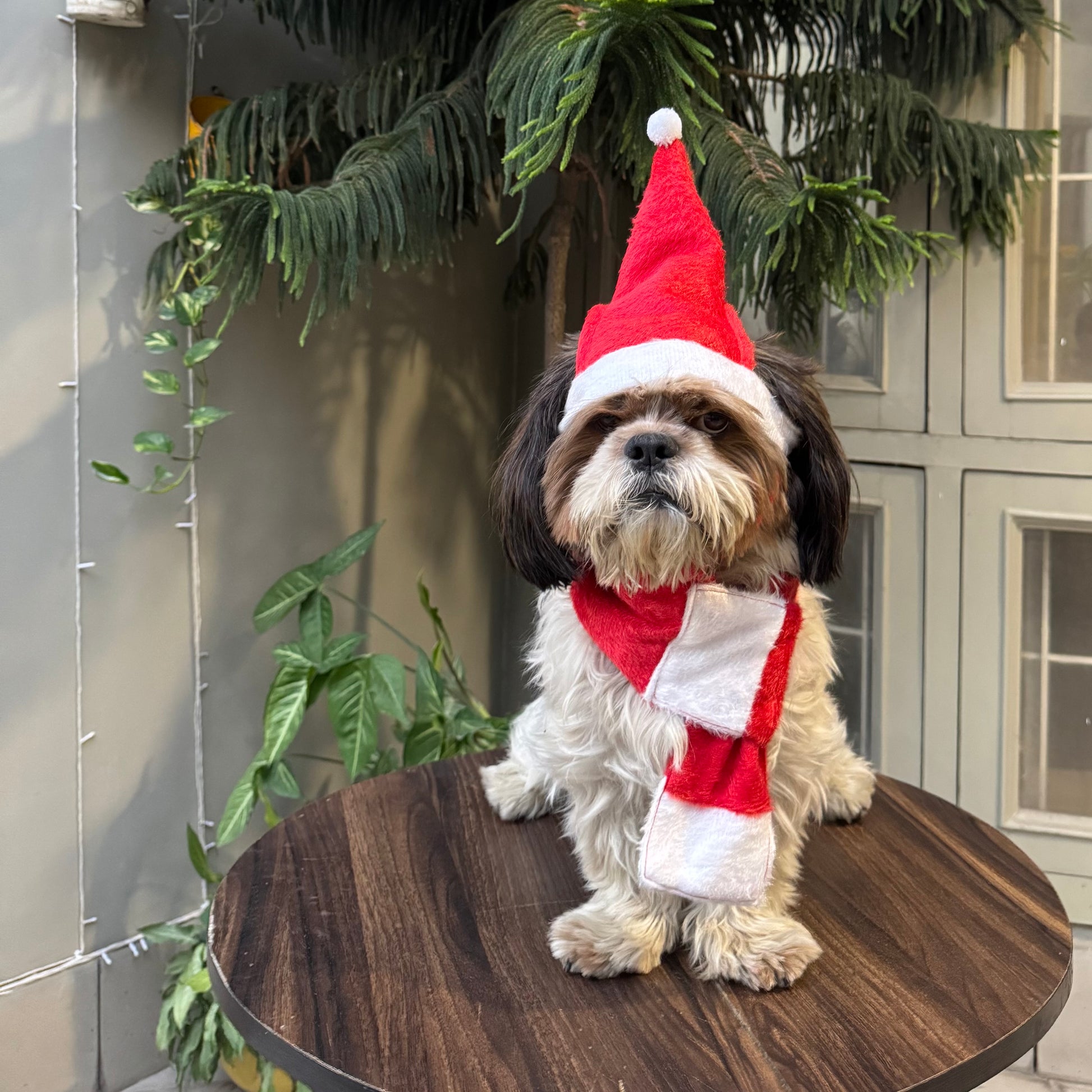 Pawgy Pets Dog Christmas Scarf