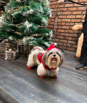Pawgy Pets Christmas cap for Dogs