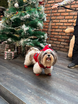 Pawgy Pets Christmas cap for Dogs