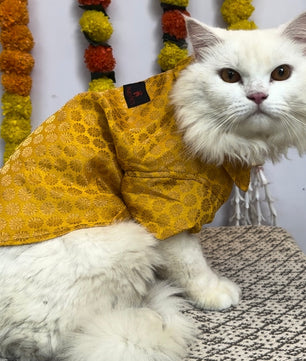 Pawgy Pets Occasion wear Shirt Yellow: Cat
