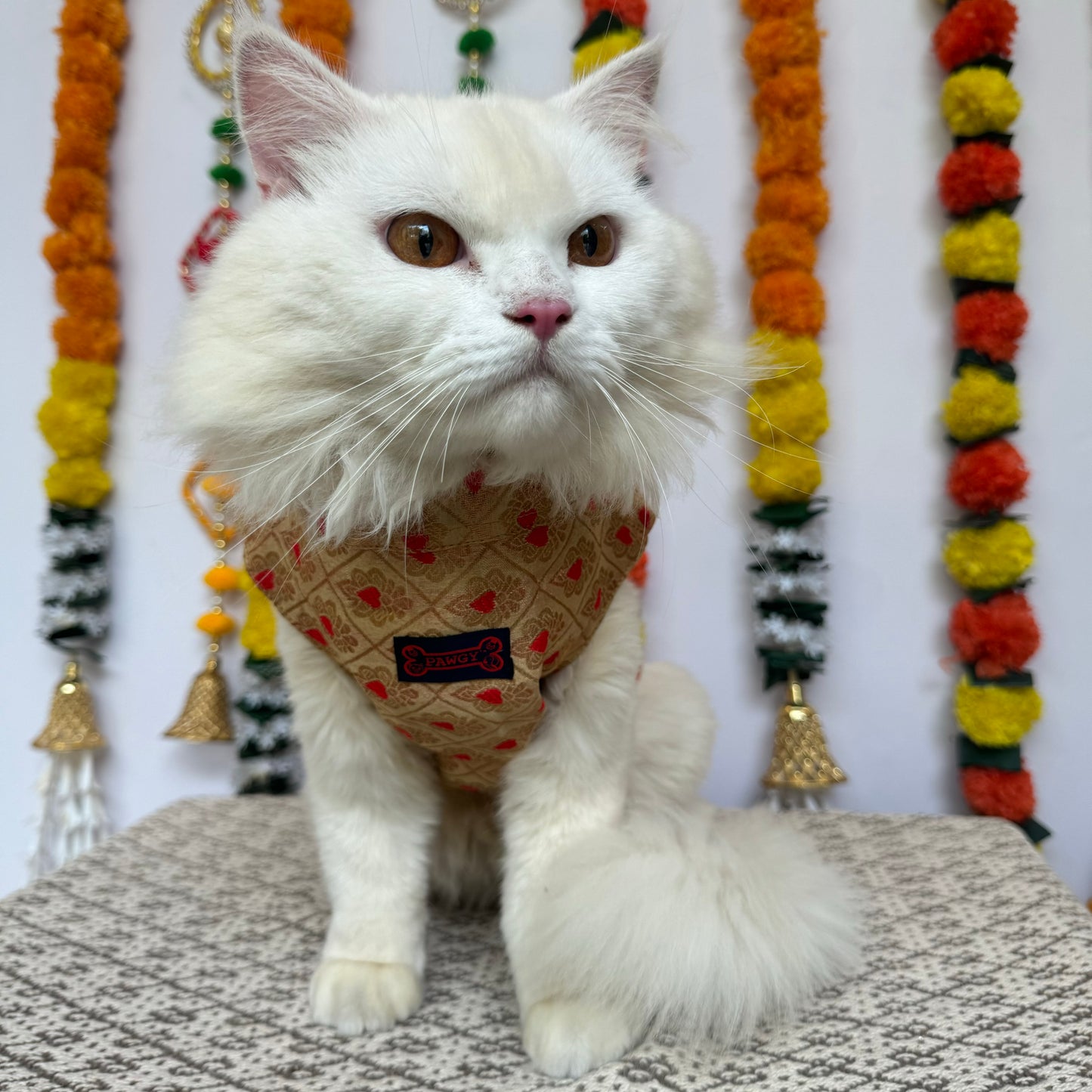 Pawgy Pets Sherwani Golden for Cats