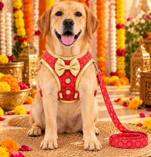 Pawgy Pets Celebration Harness & Leash for Dogs - Red and Gold