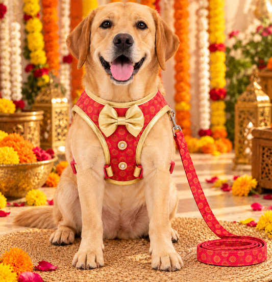 Pawgy Pets Celebration Harness & Leash for Dogs - Red and Gold