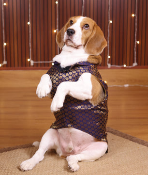 Pawgy Pets Sherwani Navy Blue for Dogs