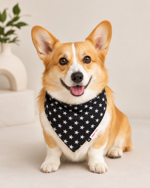 Black Star Denim Bandana | For Dogs | Pawgy Pets