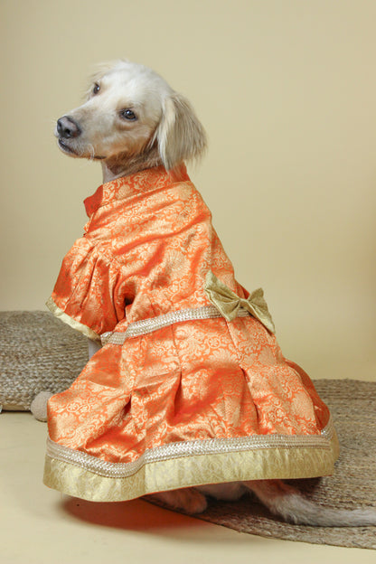 Orange Brocade Dress | Luxe Collection | Pawgy Pets