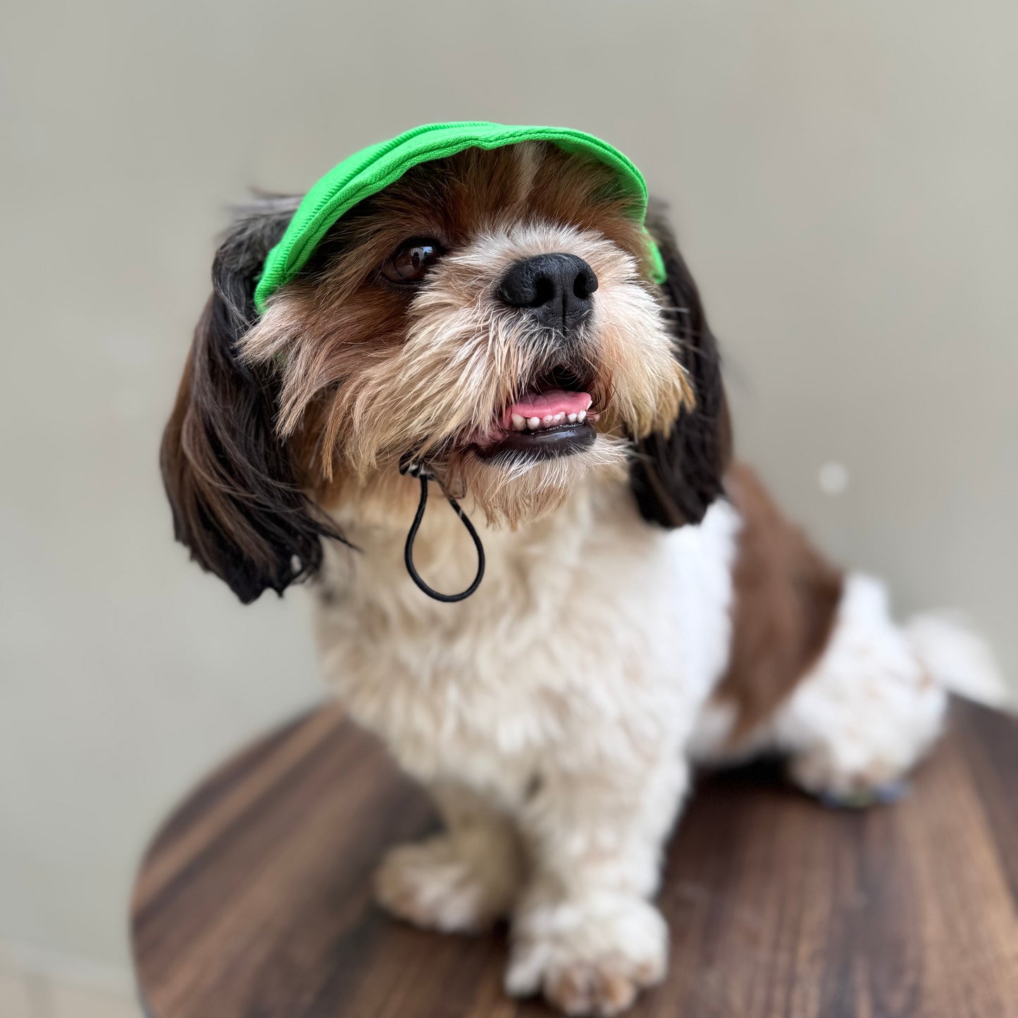 Lime Green Cap | For Dogs | Pawgy Pets
