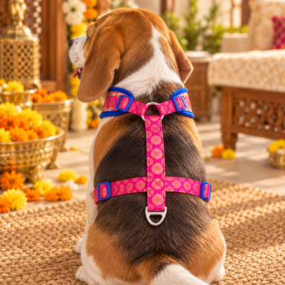 Pawgy Pets Celebration Harness & Leash for Dogs Hot Pink and Blue