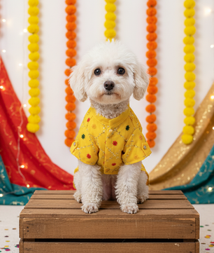 Pawgy Pets Festive Shirt Yellow for Dogs