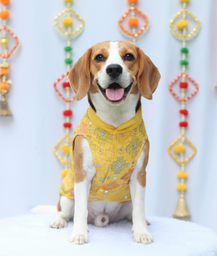 Noor Kurti for Women + Doggo Kurta