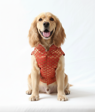 Pawgy Pets Sherwani Red for Dogs