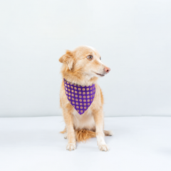 Purple Occasion Wear Bandana | For Dogs & Cats | Pawgy Pets