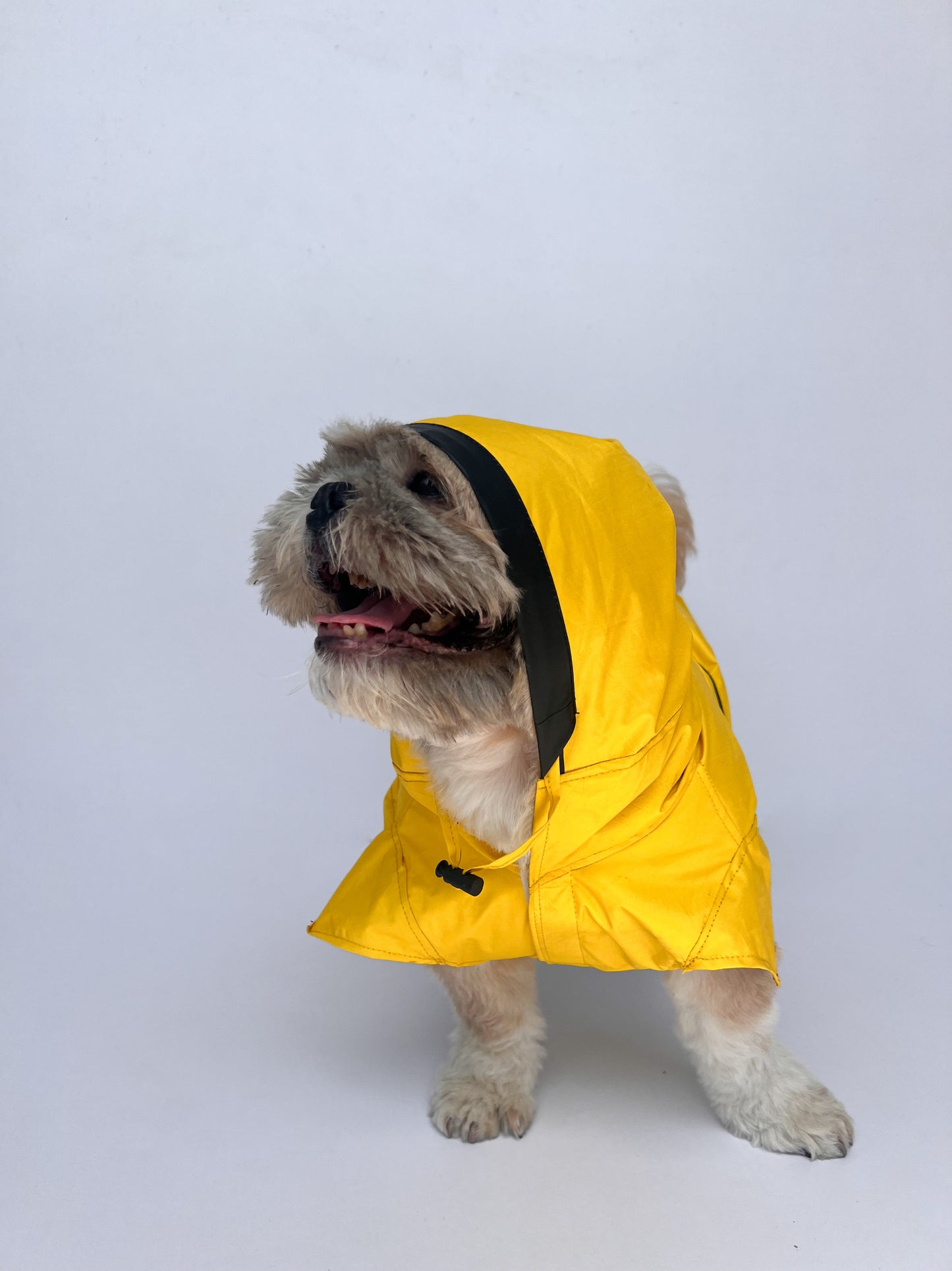 Yellow Taxi Raincoat | For Dogs | Pawgy Pets
