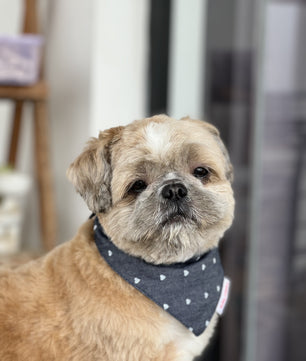 Pawgy Pets Hearty Denim Bandana for Dogs & Cats
