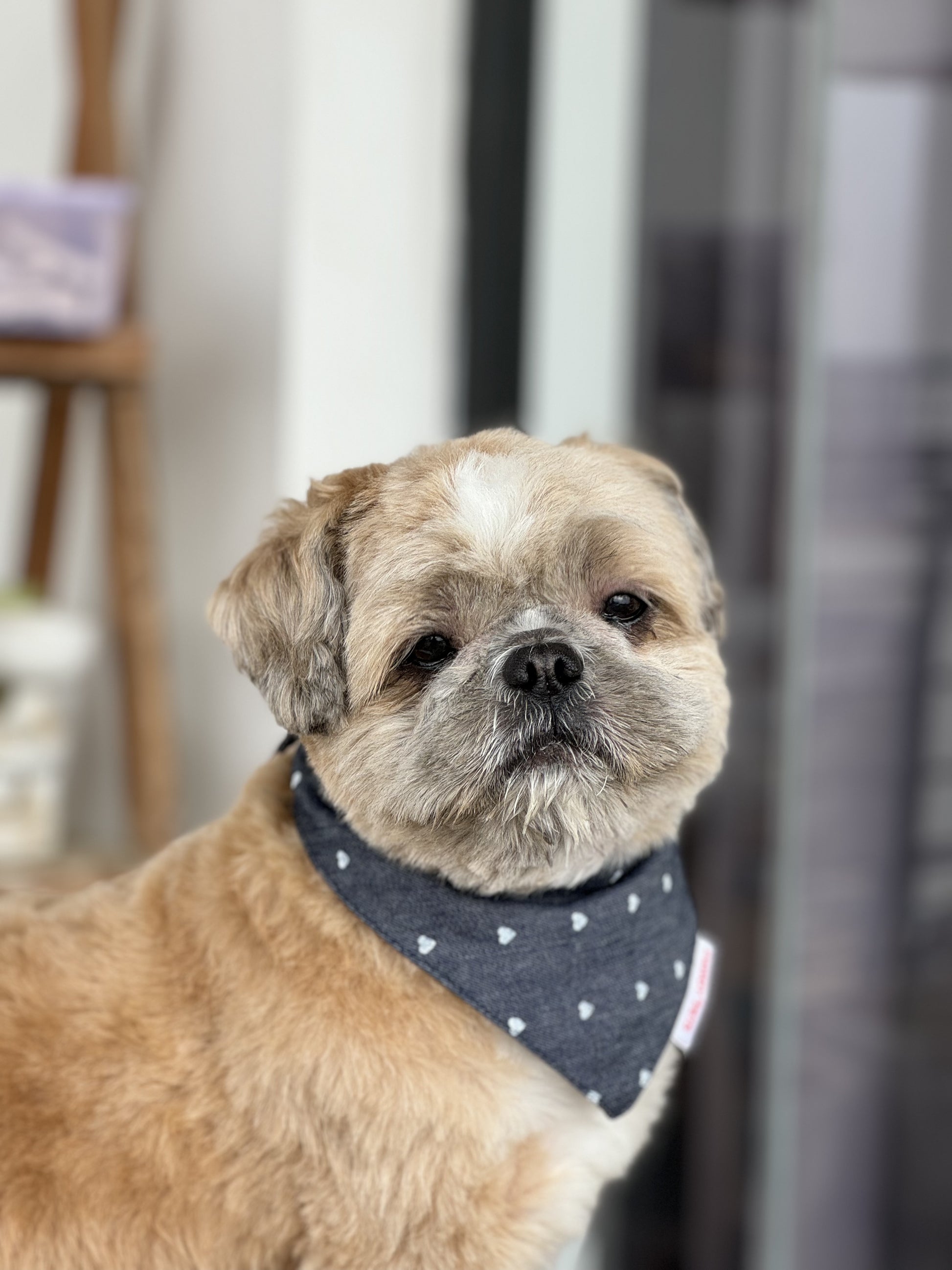 Pawgy Pets Hearty Denim Bandana for Dogs & Cats
