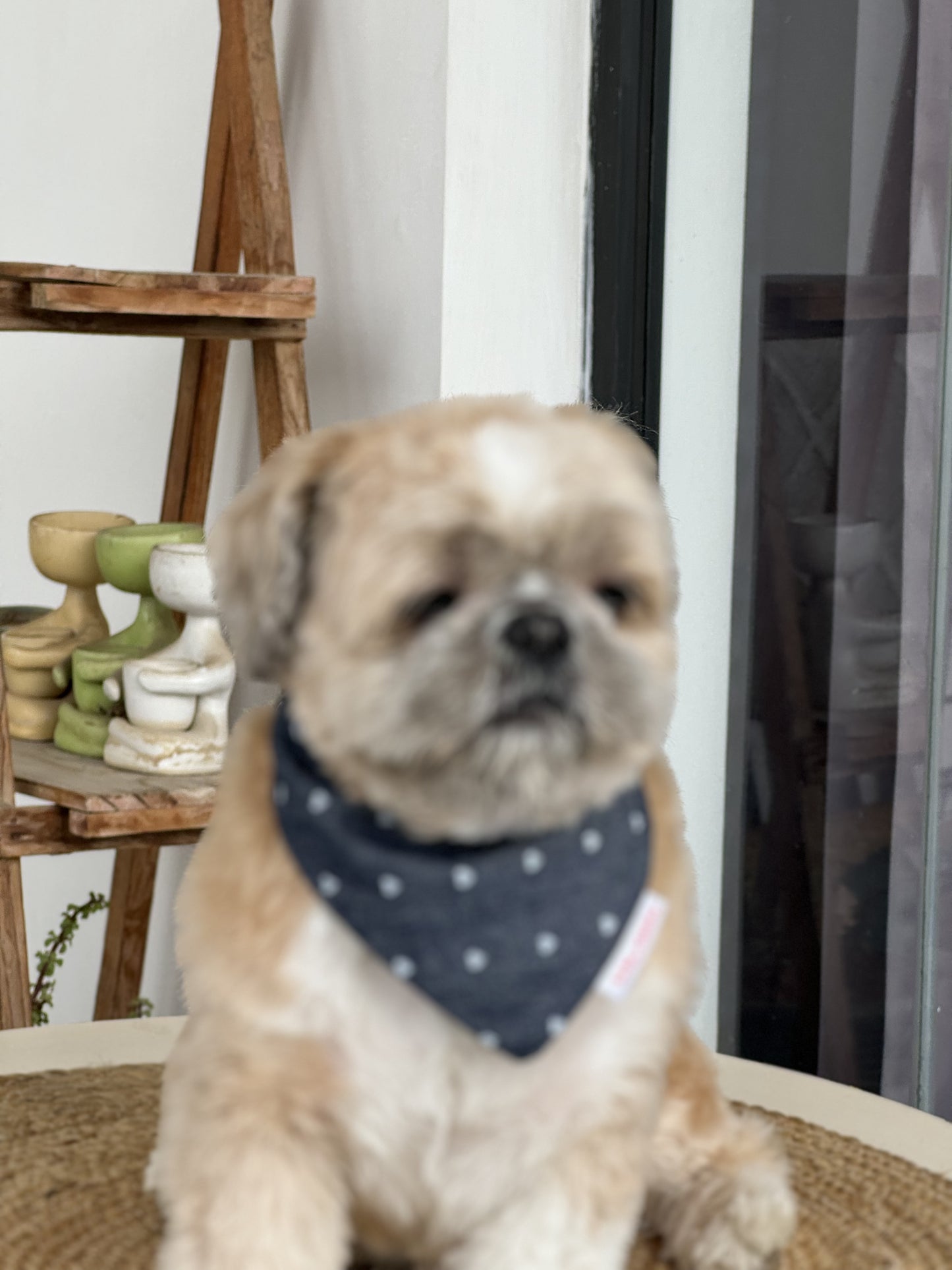 Pawgy Pets Hearty Denim Bandana for Dogs & Cats