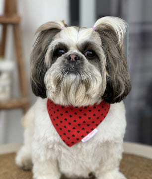 Pawgy Pets Red Heart Bandana for Dogs & Cats