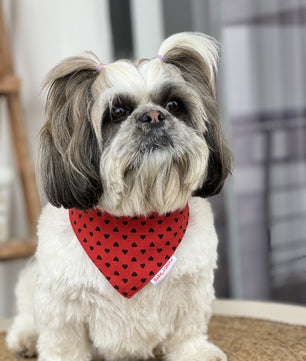 Pawgy Pets Red Heart Bandana for Dogs & Cats