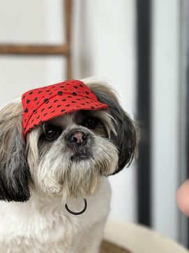 Pawgy Pets Dog Cap: Red Heart for Dog & Cats