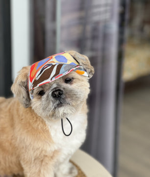 Pawgy Pets Dog Cap: Multi colour for Dog & Cats