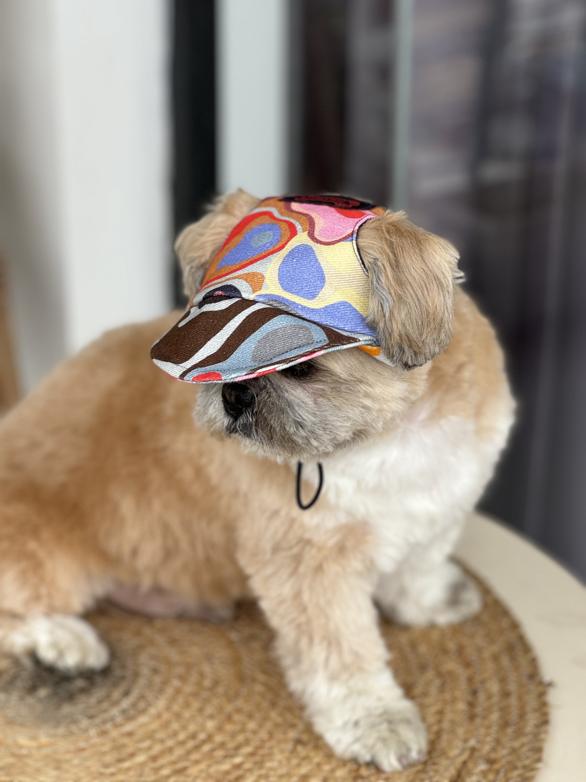 Pawgy Pets Dog Cap: Multi colour for Dog & Cats