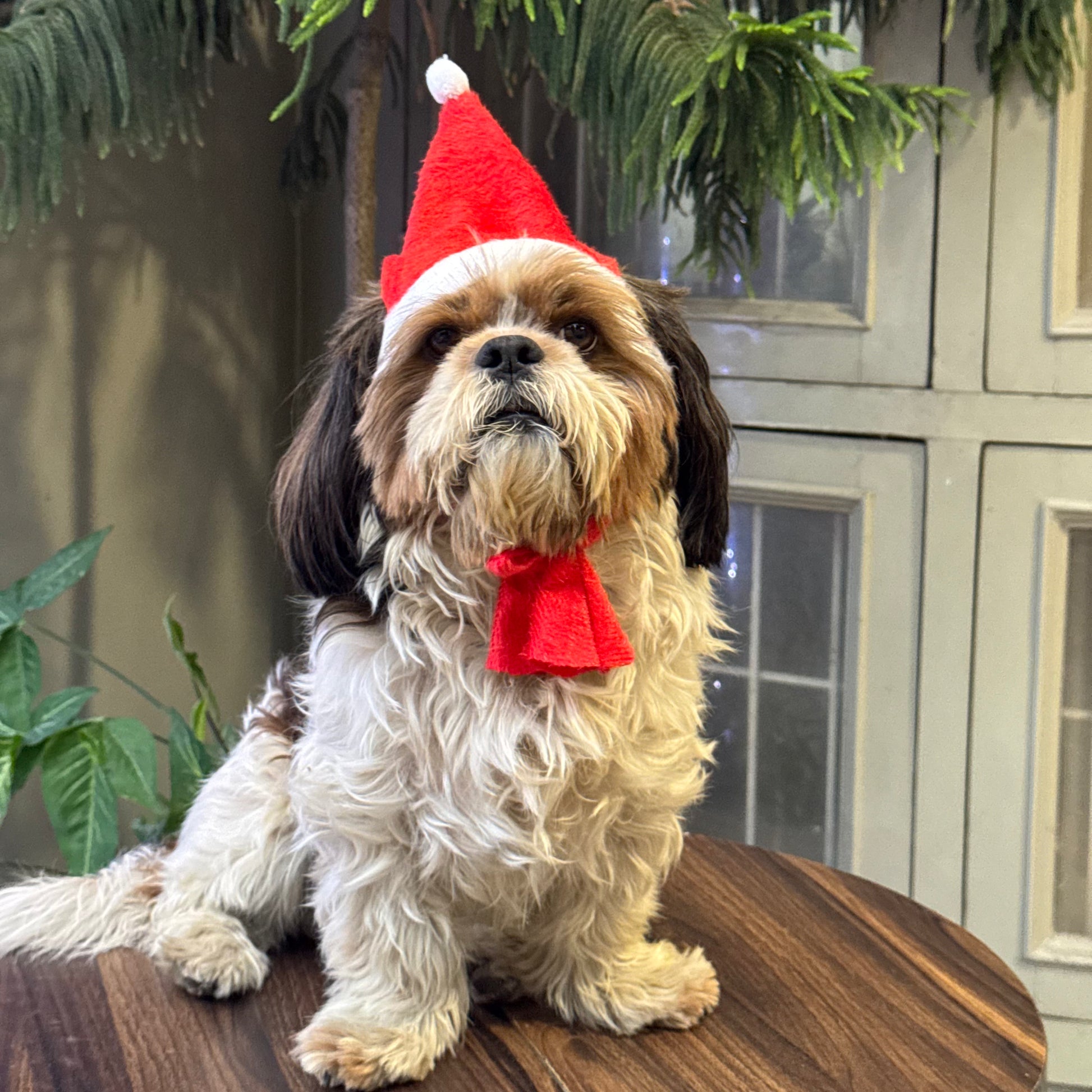 Pawgy Pets Dog Christmas Cap